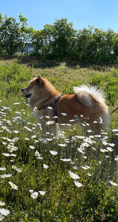 Die Dogorama Monats Challenge "Es grünt und blüht"-Beitrag-Bild