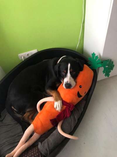 Challenge Nr 14
Eure Fellnasen auf ihrem Lieblingsplatz-Beitrag-Bild