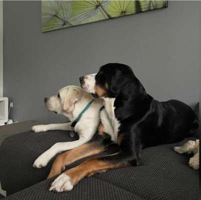 BIG LOVE :) mit 2 Hunden❣️-Beitrag-Bild