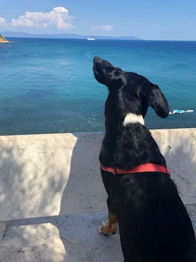 Dogorama-Monats-Challenge-Mai "Wasser"-Beitrag-Bild