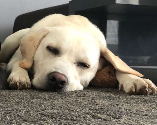 Labradorfans-Beitrag-Bild