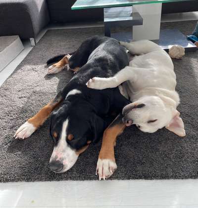 Ein Bild der großen Liebe eures Hundes-Beitrag-Bild