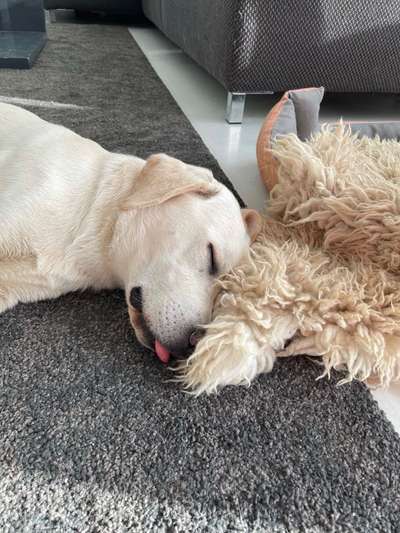 Challenge Nr 14
Eure Fellnasen auf ihrem Lieblingsplatz-Beitrag-Bild