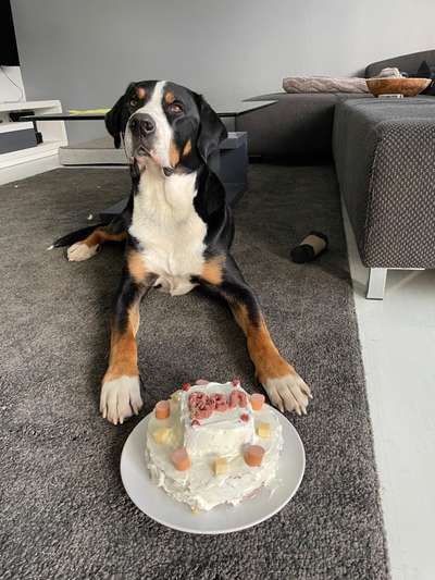 Fotochallenge 31 - Das perfekte Hundedinner-Beitrag-Bild