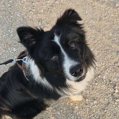 Hundetreffen-Suchen Hundefreunde-Bild