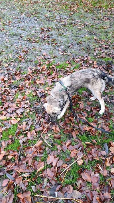 Hundetreffen-Gassirunde in Borbeck und Umgebung-Bild