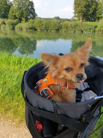 Die Dogorama Wochen Challenge-Beitrag-Bild