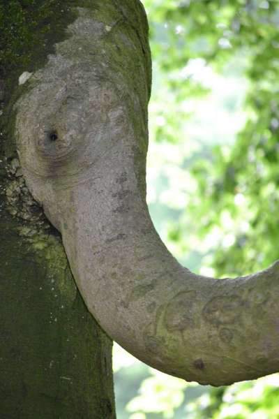 Bäume mit Gesicht-Beitrag-Bild