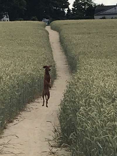 Magyar Vizsla-Beitrag-Bild