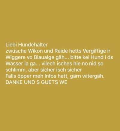 Giftköder-Blaualgen in Wiggere-Bild