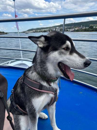 Hundetreffen-Spaziergang mit der aufgeweckten Akira-Bild