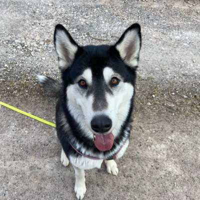 Hundetreffen-Spaziergang mit der aufgeweckten Akira-Bild