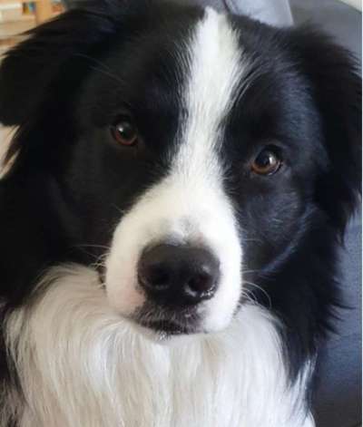 Dogorama Photo Challenge - Portrait-Beitrag-Bild