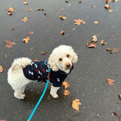 Hundetreffen-Treffen zum Gassi und  spielen-Bild