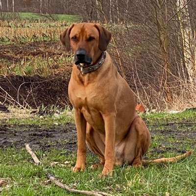 Hundetreffen-Hundebetreuung für Rhodesian-Ridgeback gesucht-Bild