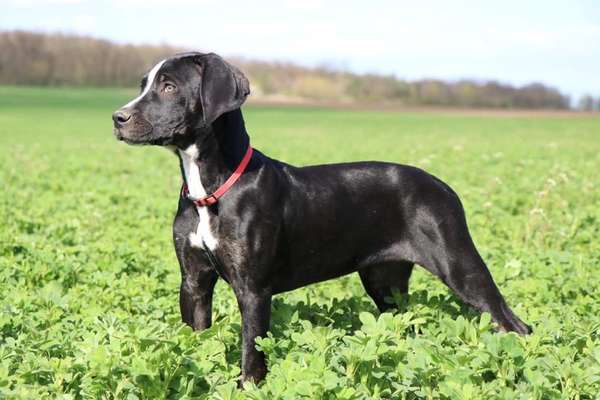 Louisiana Catahoula Leopard Dog-Beitrag-Bild