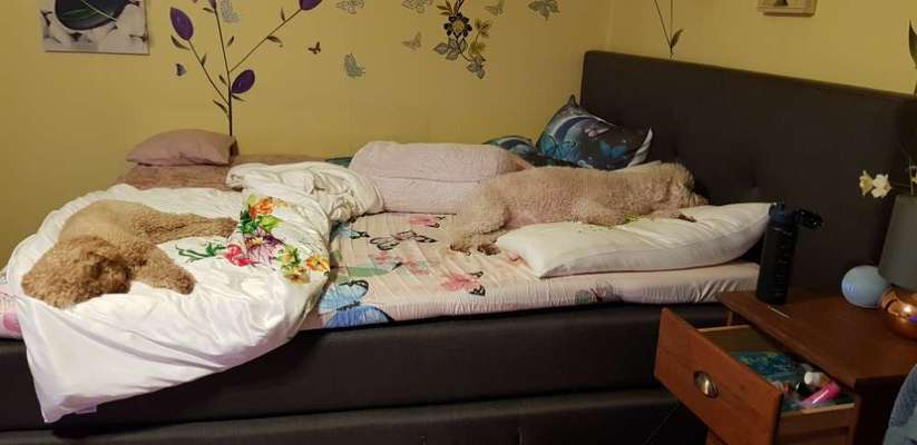 Darf der Hund bei Euch im Bett schlafen?-Beitrag-Bild
