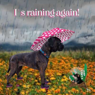 Photomontagen mit Hund-Beitrag-Bild