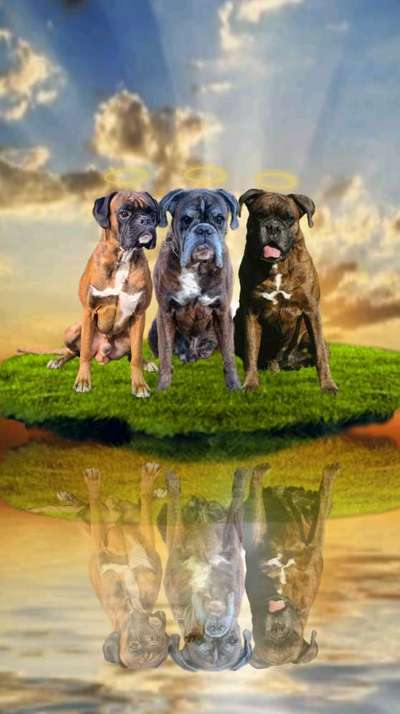 Photomontagen mit Hund-Beitrag-Bild