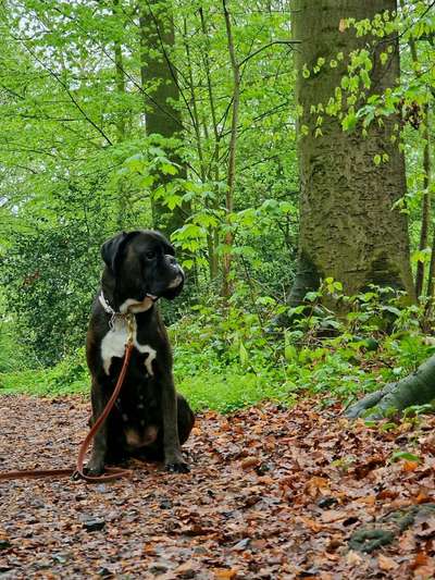 Foto -Challenge  Thema : Dein Hund Im Wald-Beitrag-Bild