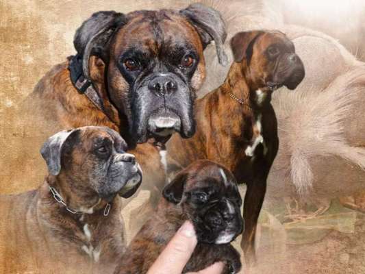 Photomontagen mit Hund-Beitrag-Bild