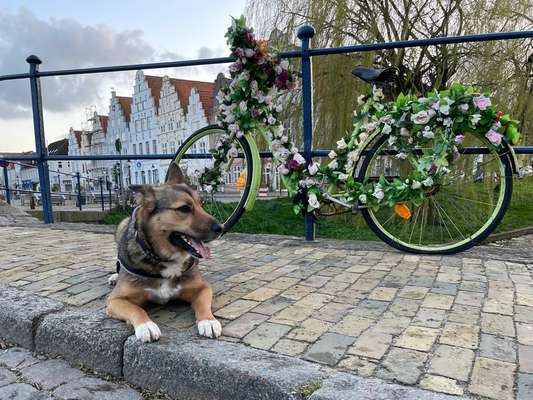 33. Collagen Challenge - Dein Hund und ein Fahrrad-Beitrag-Bild
