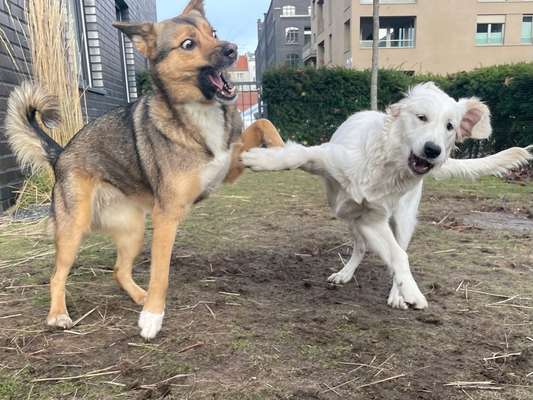 Dogorama Photo Challenge - besondere Eigenschaften-Beitrag-Bild