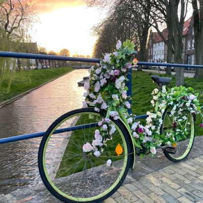 33. Collagen Challenge - Dein Hund und ein Fahrrad-Beitrag-Bild