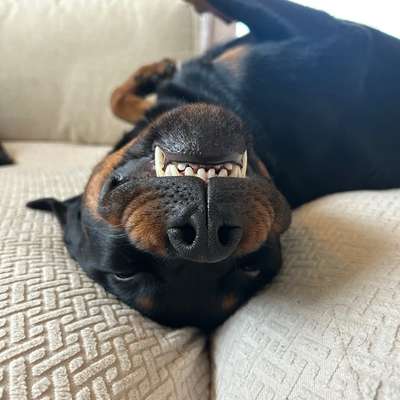 Hundetreffen-Spielbuddy (weiblich) gesucht!-Bild