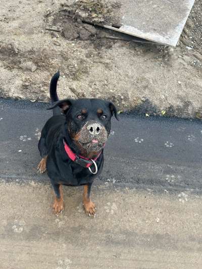 Hundetreffen-Gemeinsame Gassirunde-Bild