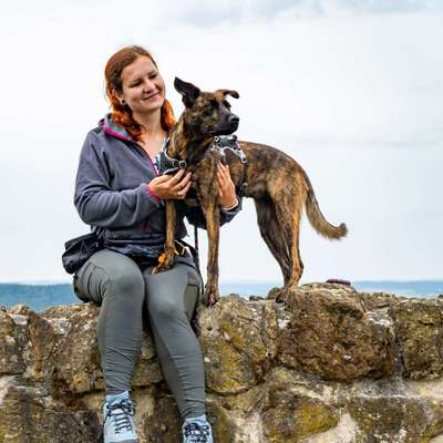 Giftköder-Hundeverhaltenstherapie/Training-Bild