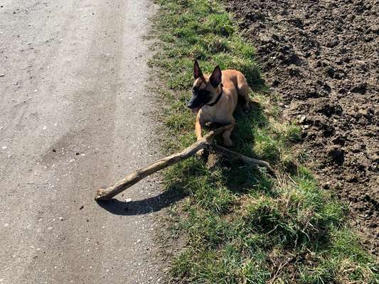 Hundetreffen-Gassifreunde in und um Achstetten gesucht-Bild