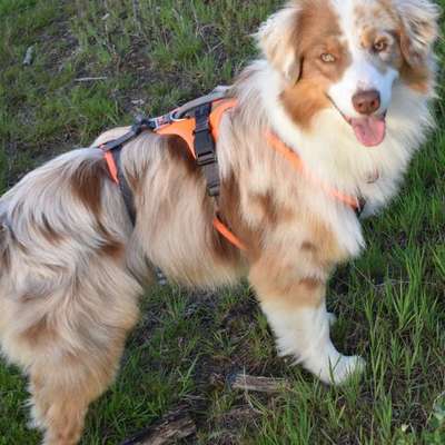 Hundetreffen-Spielbuddy gesucht-Bild