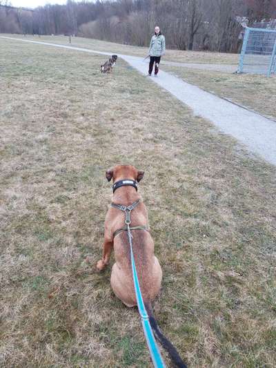 Hundetreffen-Landesgartenschau gelände-Bild