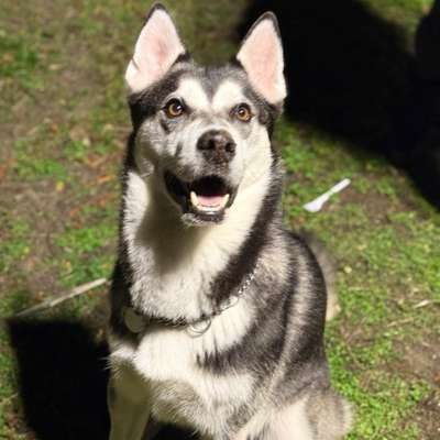 Hundetreffen-Gassi gehen auf dem Haneberg-Bild