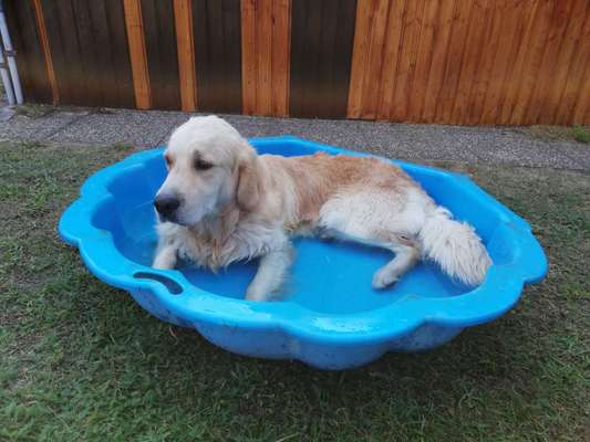 Erfahrungen mit Hundepool-Beitrag-Bild