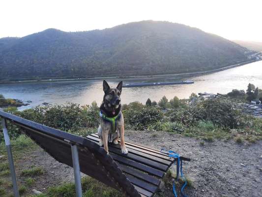 Hundetreffen-Hunde Spieltreff an der Metternicher Eule-Bild