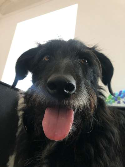 Hundetreffen-Hundefreunde für Spaziergänge gesucht-Bild