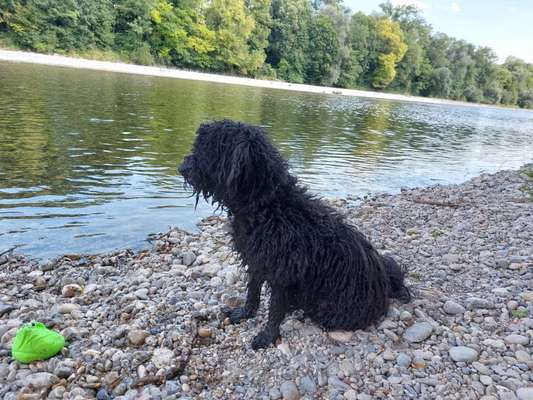 Ein Puli ist ein Puli...-Beitrag-Bild