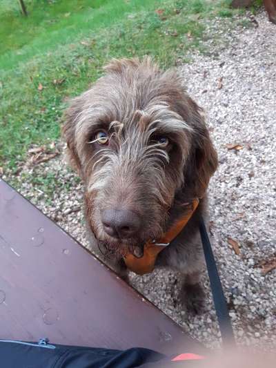 Labradoodle gesucht-Beitrag-Bild