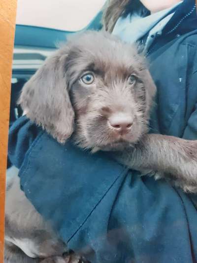 Labradoodle gesucht-Beitrag-Bild