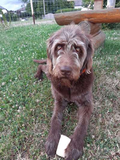 Labradoodle gesucht-Beitrag-Bild