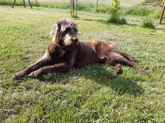 Labradoodle gesucht-Beitrag-Bild