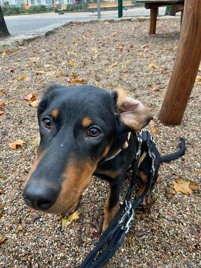 Hundetreffen-Welpen/Junghunde-Treffen-Bild