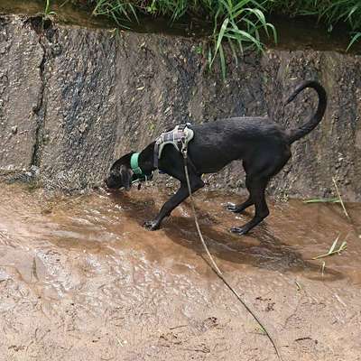 Hundetreffen-Gemeinsame Spaziergänge-Bild