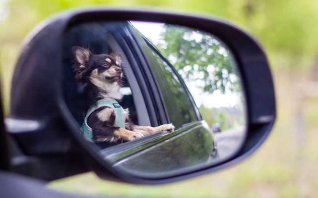 Die Dogorama Wochen Challenge-Beitrag-Bild