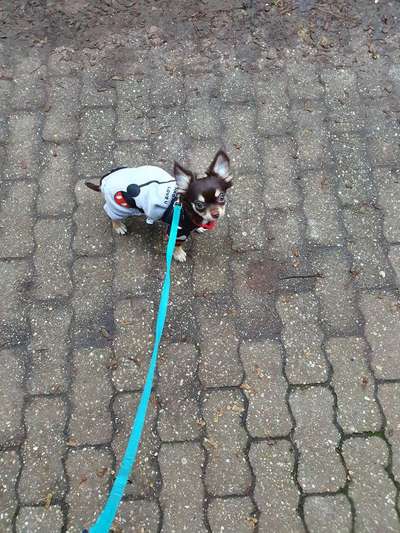 Wo sind die Chihuahua Besitzer ?-Beitrag-Bild