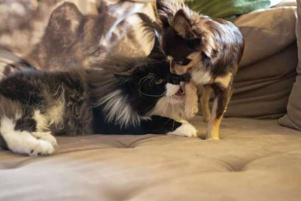 Hund und Katz Momente-Beitrag-Bild