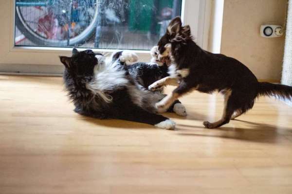 Hund und Katz Momente-Beitrag-Bild