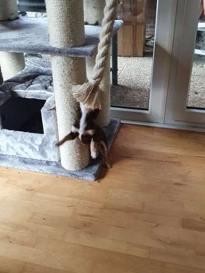 Lustigsten Grimassen von euren Hunden-Beitrag-Bild